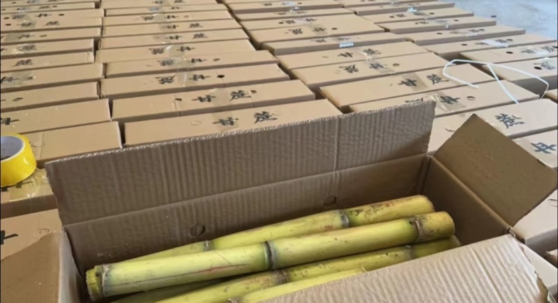 云南黄皮甘蔗大量现货供应，甘甜多汁，品质保证，实力代办
