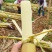 云南黄皮甘蔗大量现货供应，甘甜多汁，品质保证，实力代办
