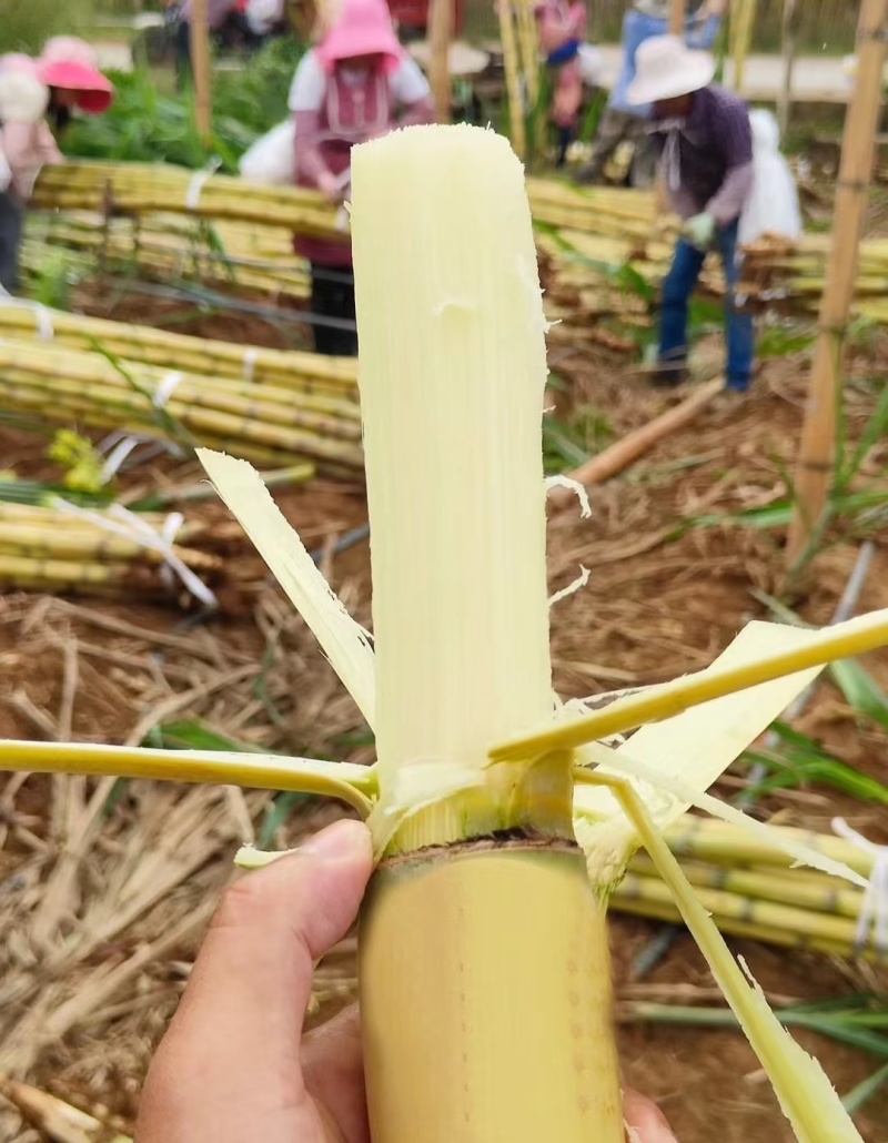 云南黄皮甘蔗大量现货供应，甘甜多汁，品质保证，实力代办