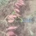 烟薯25，个人种植