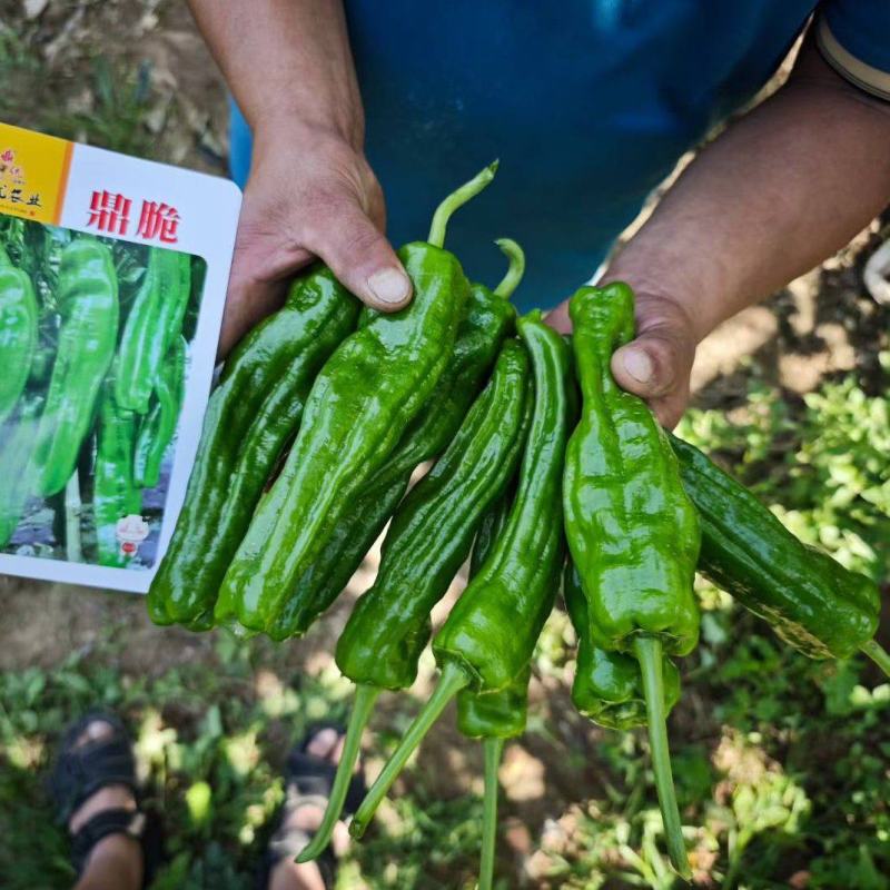 鼎脆辣椒种子高山越夏地区四川云南贵州湖北表现不错