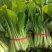 【辽宁小白菜】新鲜现挖/15-20cm欢迎来电洽谈合作