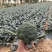西兰花大量供应宁夏西兰花对接各大市场商超电商加工厂