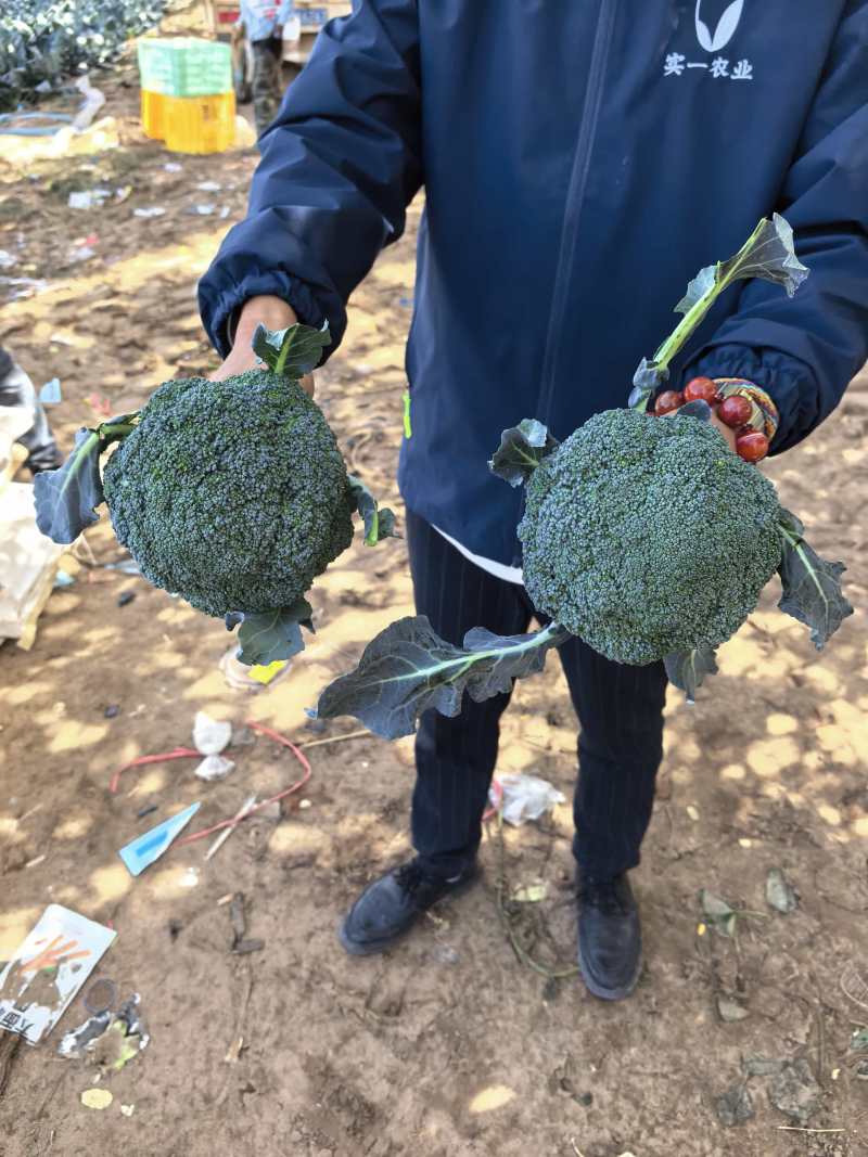 西兰花大量供应宁夏西兰花对接各大市场商超电商加工厂