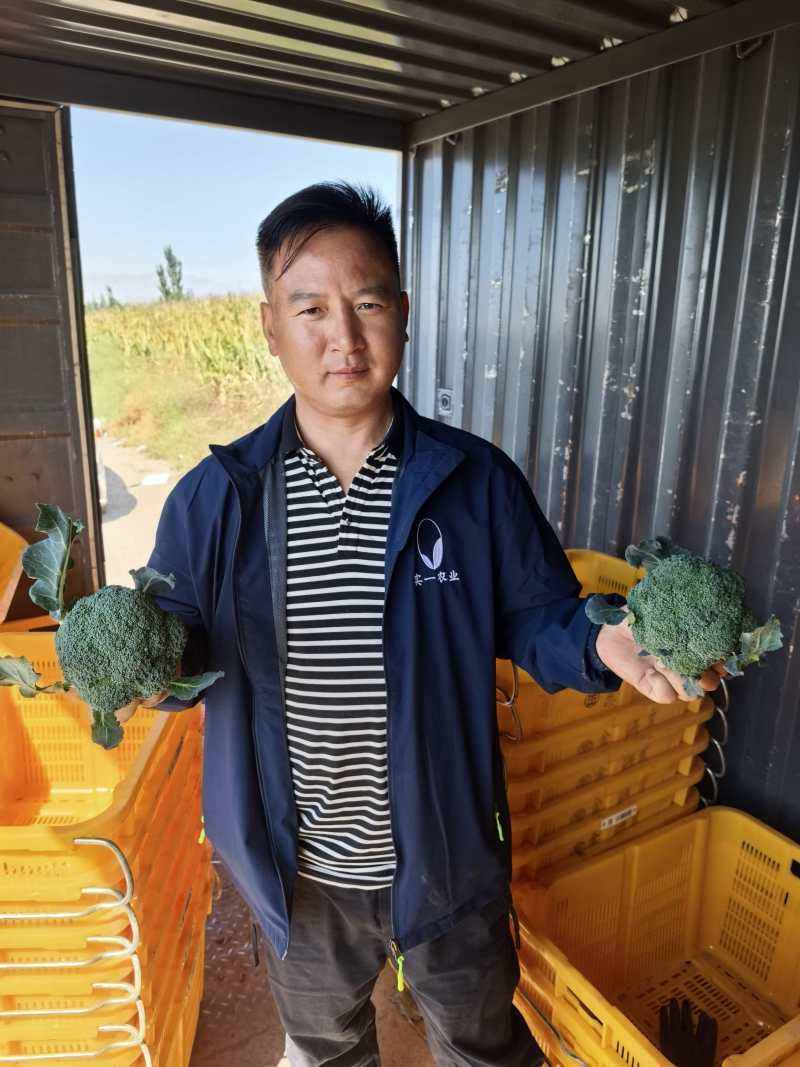 西兰花大量供应宁夏西兰花对接各大市场商超电商加工厂
