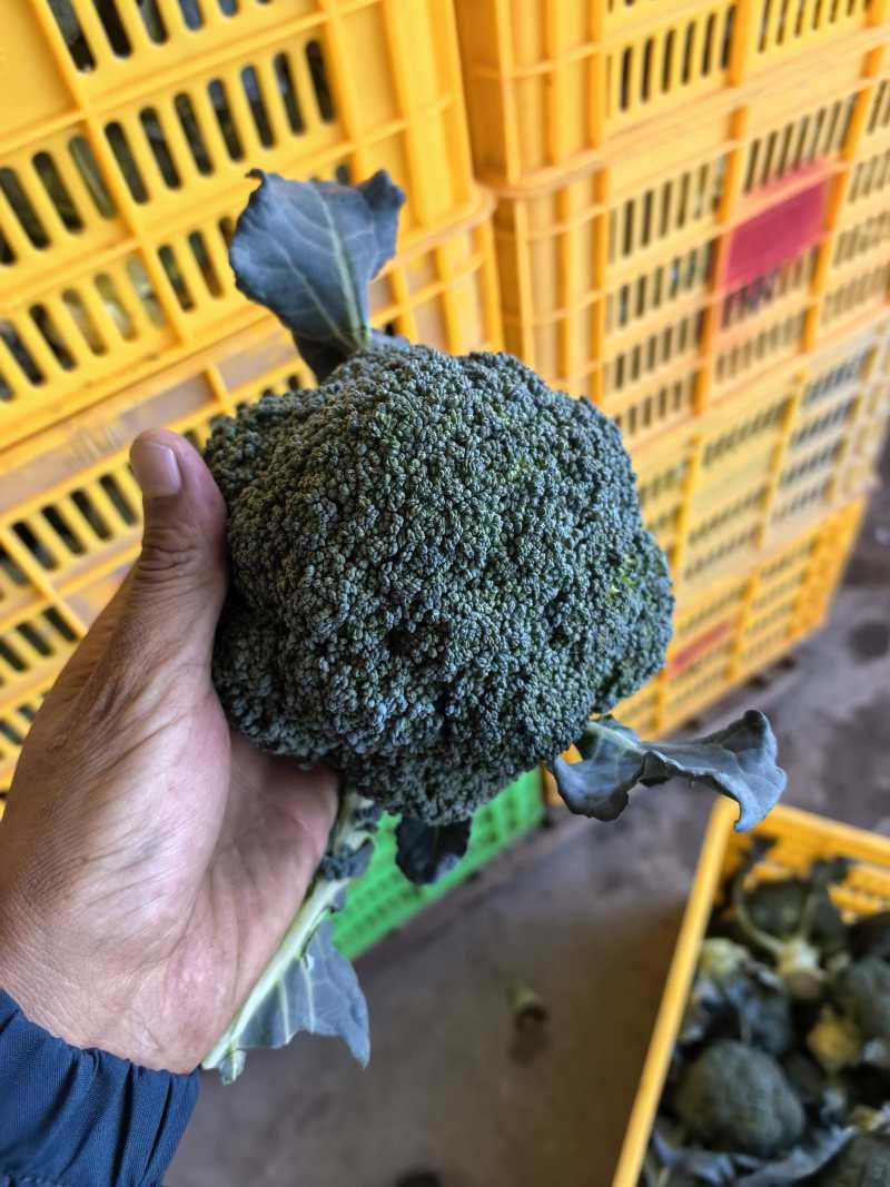 西兰花大量供应宁夏西兰花对接各大市场商超电商加工厂