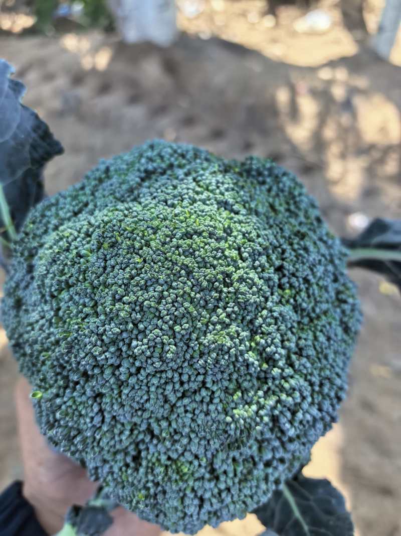 西兰花大量供应宁夏西兰花对接各大市场商超电商加工厂