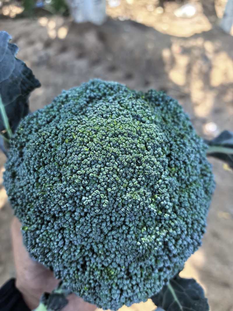 西兰花大量供应宁夏西兰花对接各大市场商超电商加工厂