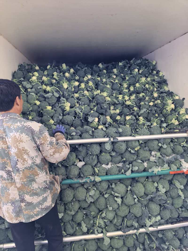 西兰花大量供应宁夏西兰花对接各大市场商超电商加工厂