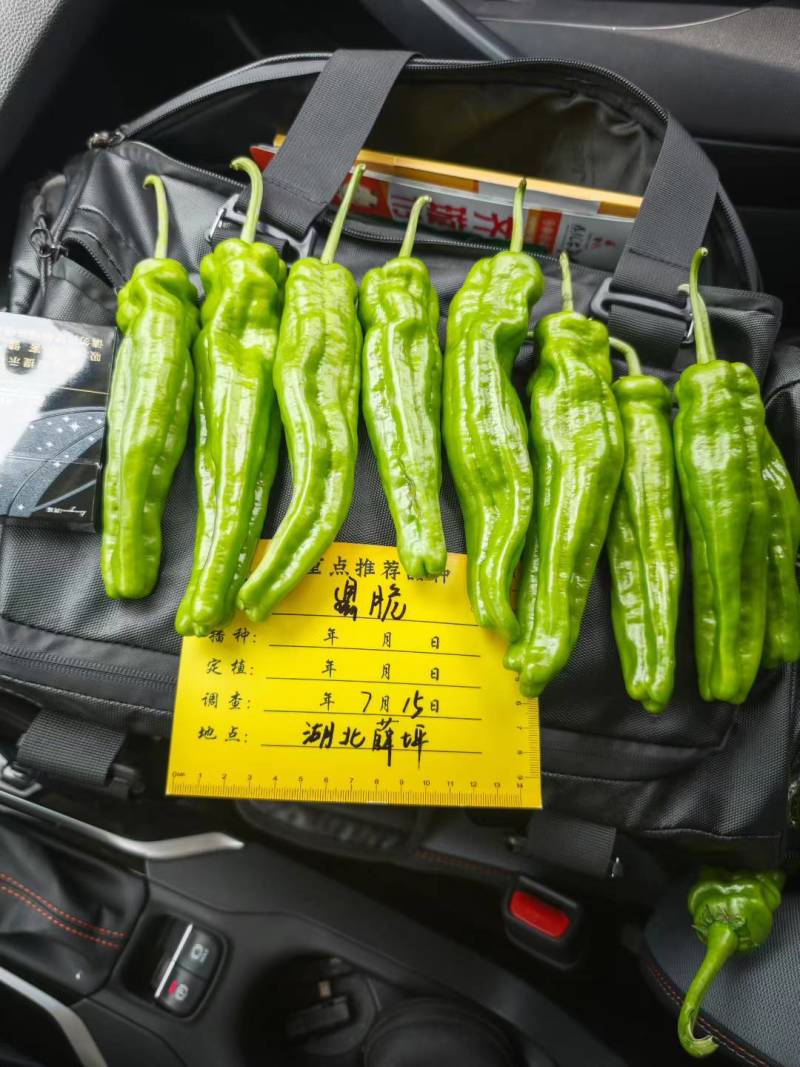 鼎脆辣椒种子高山越夏地区四川云南贵州湖北表现不错