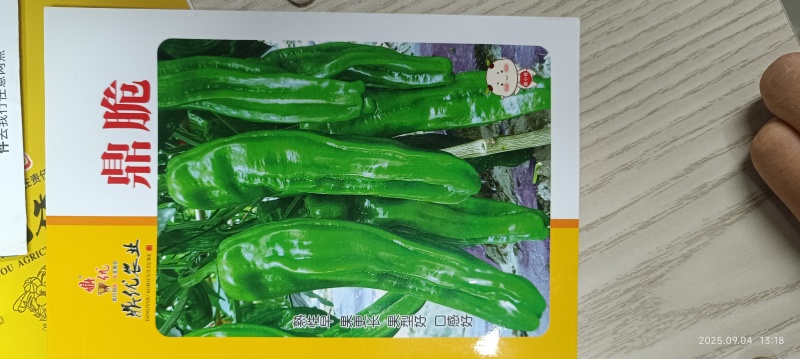 鼎脆辣椒种子高山越夏地区四川云南贵州湖北表现不错