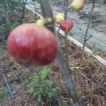 今天是9月28号挂树无花果还有这样的品质，又赶上双节，