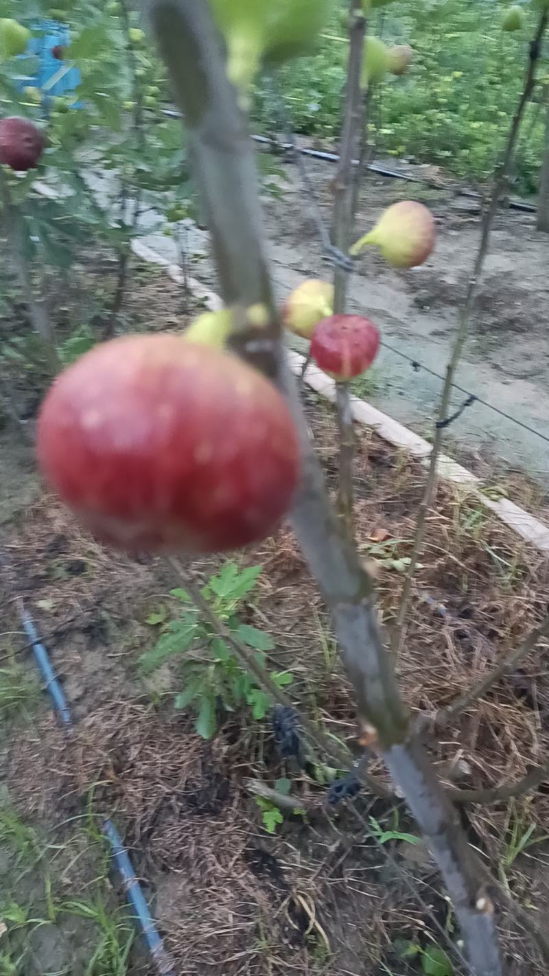 今天是9月28号挂树无花果还有这样的品质，又赶上双节，