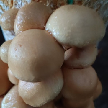 东北滑子菇鲜货干货，一手货源，保质保量，诚信经营