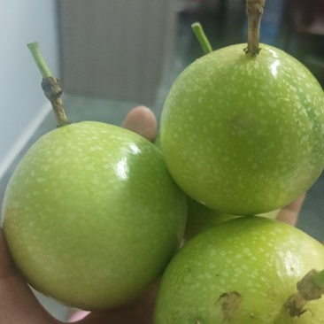 热带水果，钦密9号百香果，百香果，
