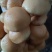东北滑子菇鲜货干货，一手货源，保质保量，诚信经营