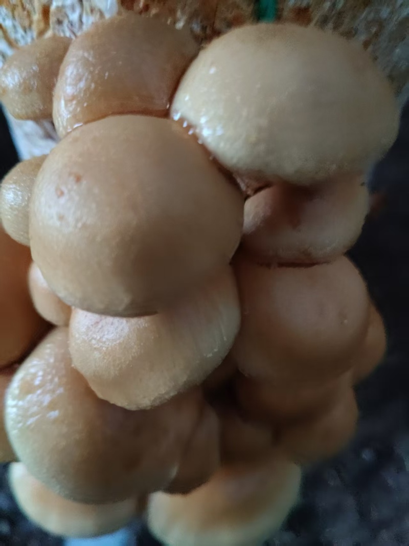 东北滑子菇鲜货干货，一手货源，保质保量，诚信经营