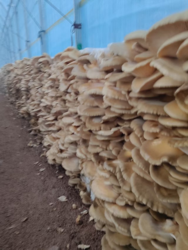 冻蘑东北元蘑干货鲜货量大，可对接电商商超等，诚信经营
