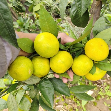 汉中高山蜜桔