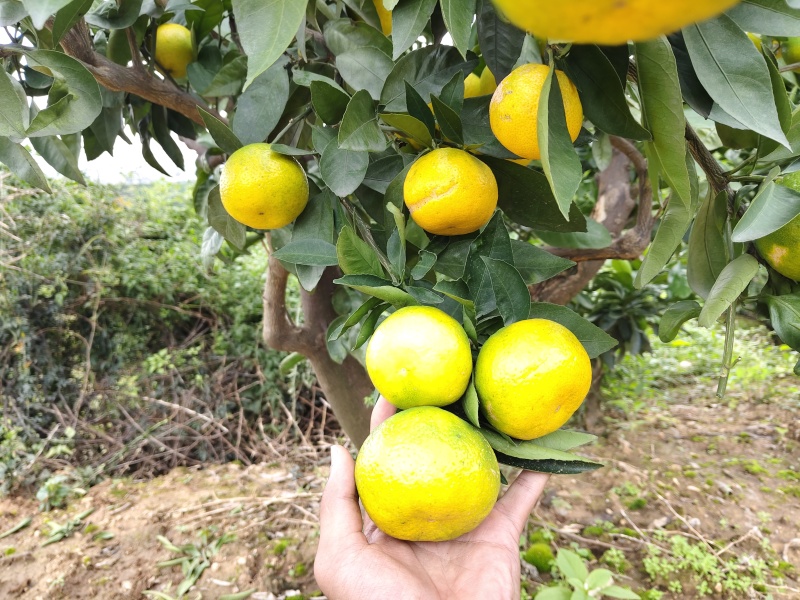 汉中高山蜜桔