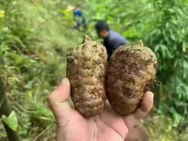 新鲜天麻云南天麻大小果市场好卖供不应求天天现挖