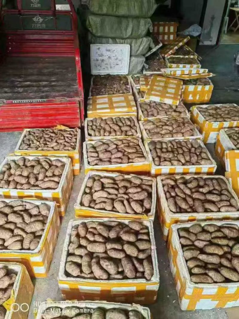 新鲜天麻云南天麻大小果市场好卖供不应求天天现挖