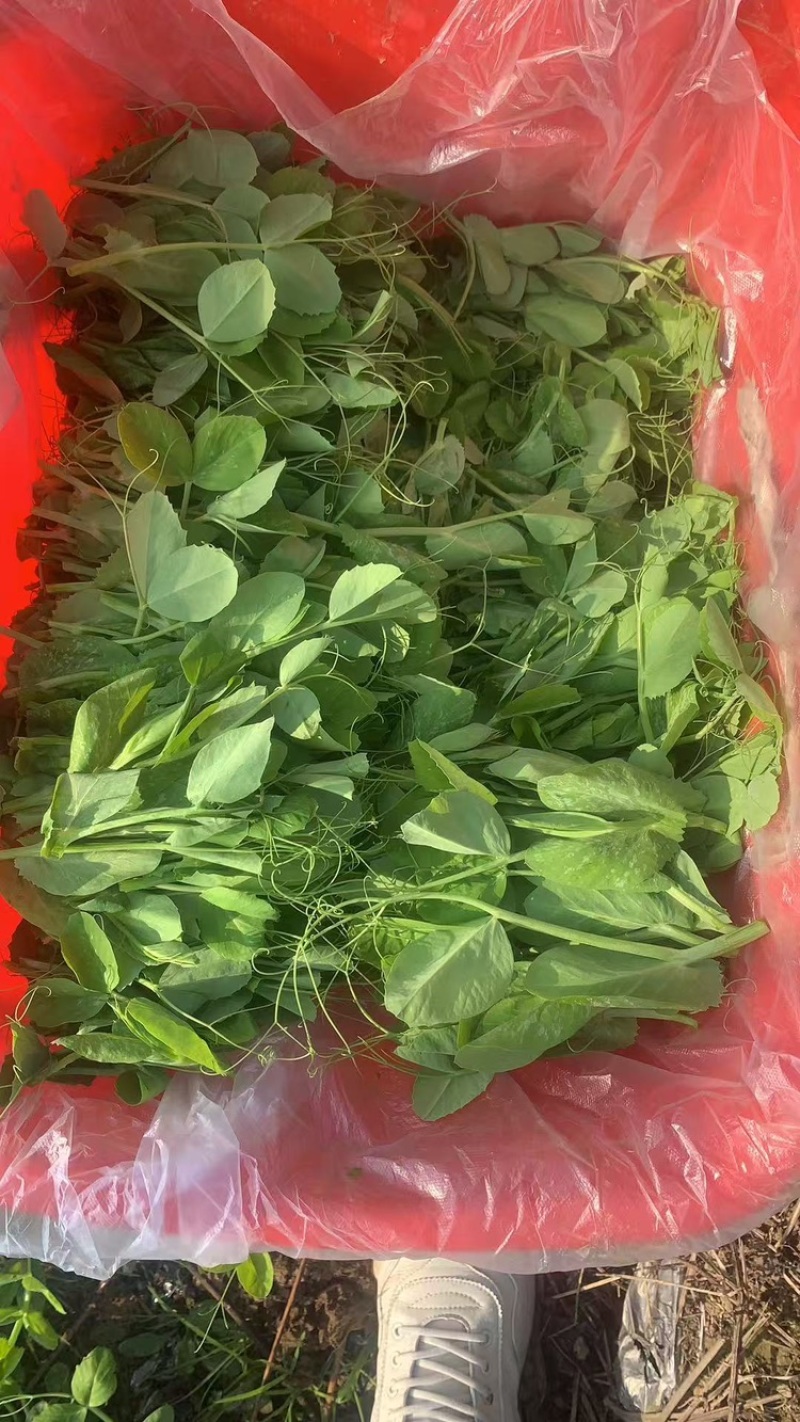 基地直发，现采摘发货