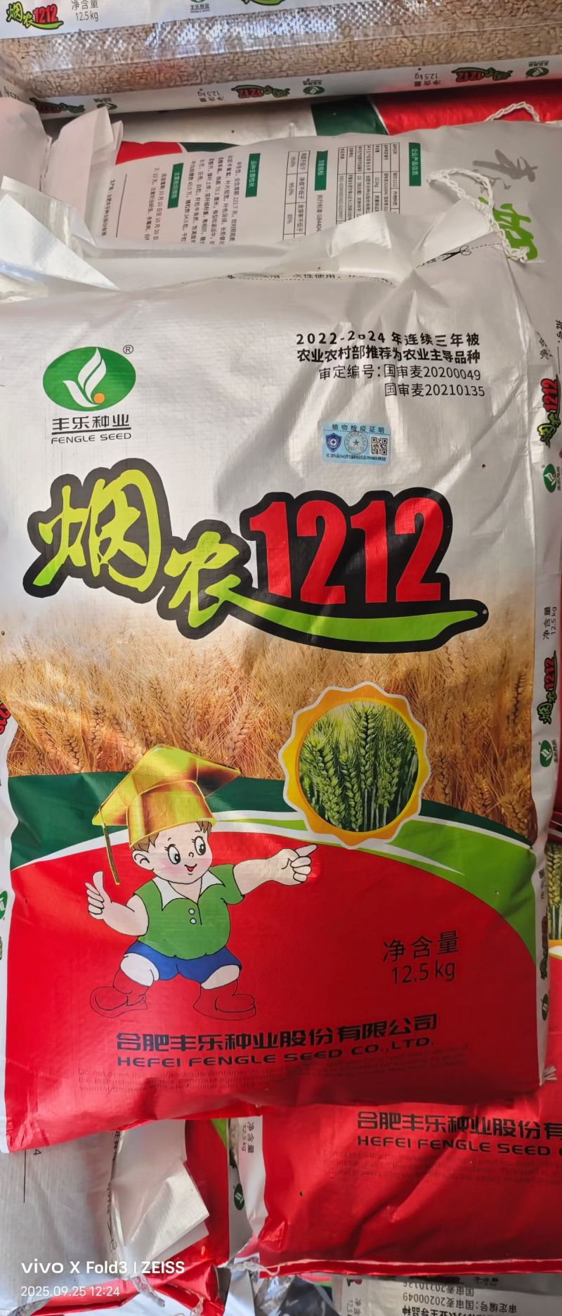 烟农1212小麦原种小麦种子高产大穗白麦抗病抗冻早熟原种