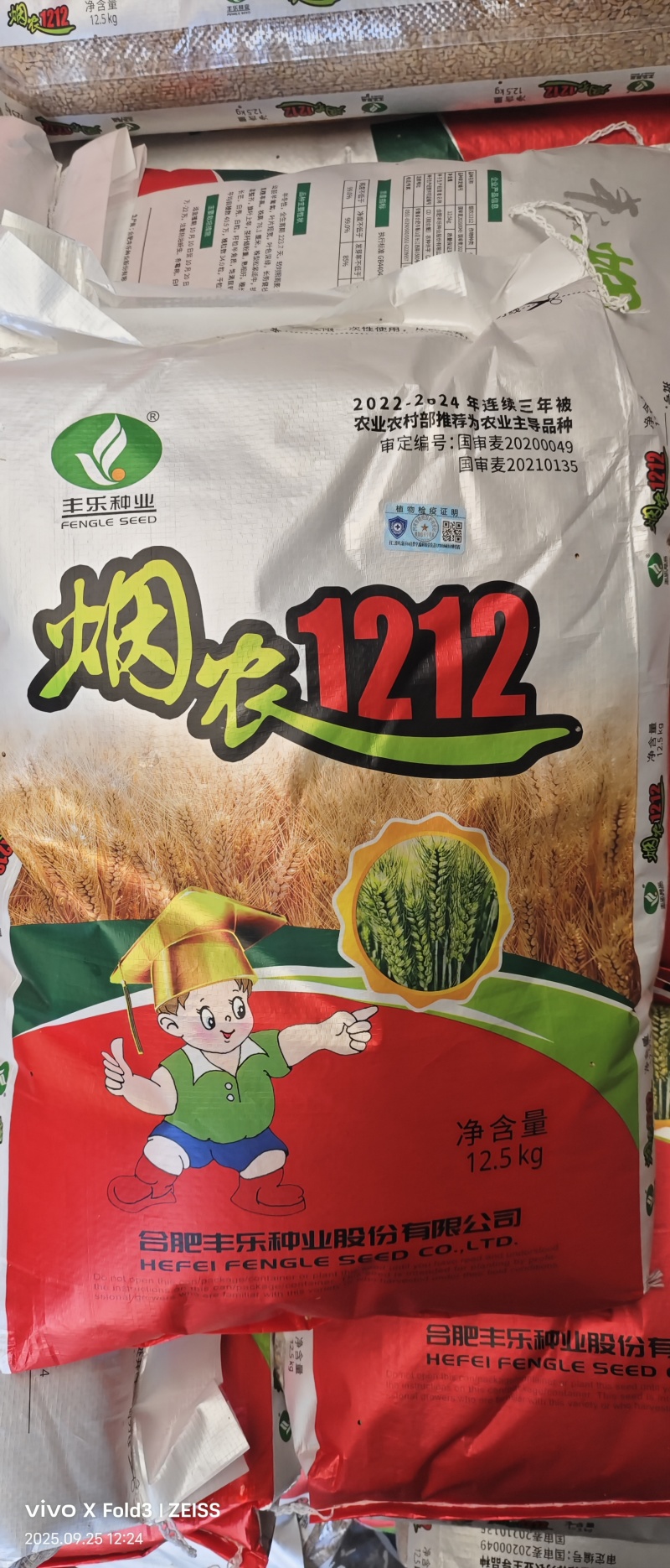 烟农1212小麦原种小麦种子高产大穗白麦抗病抗冻早熟原种