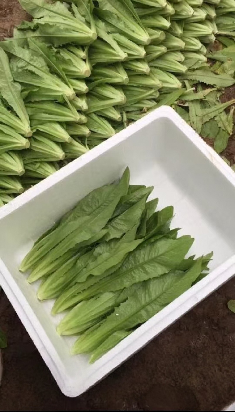 【油麦菜】辽宁叶菜/可打捆现场挑选视频看货/一条龙服务