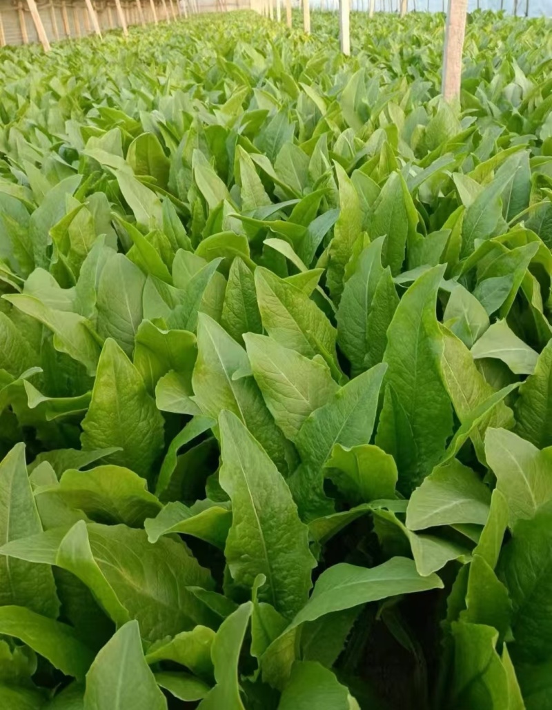 【油麦菜】辽宁叶菜/可打捆现场挑选视频看货/一条龙服务