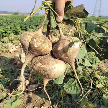 湖北豆薯地瓜新鲜上市价格美丽质量好走货快欢迎询价热卖