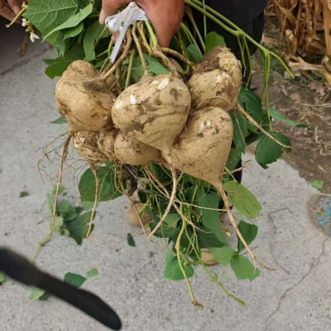 湖北豆薯地瓜清甜可口量大从优价格美丽质量好走货快热卖中