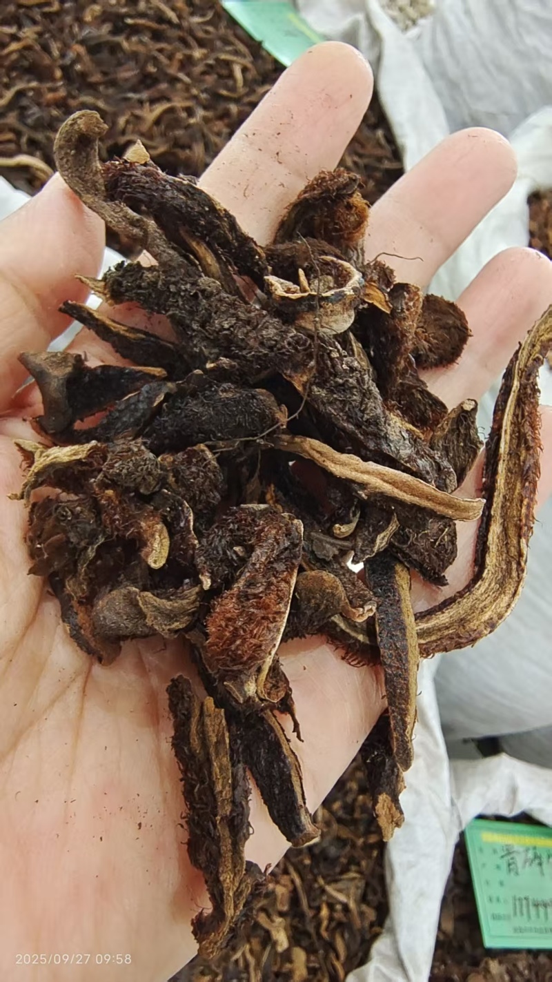 骨碎补地道药材2斤包邮量大优惠