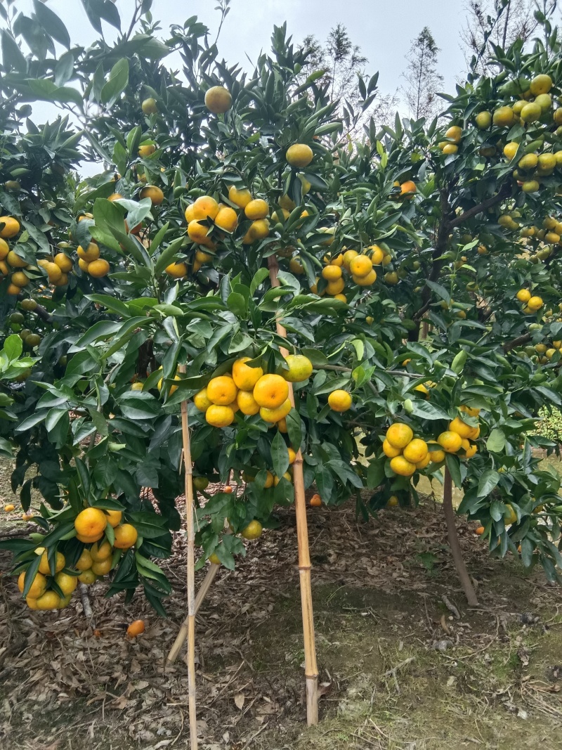 上海崇明横沙宫川蜜桔