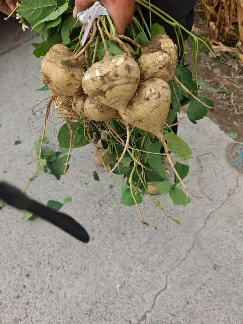 一手货源豆薯地瓜价格美丽质量好走货快欢迎询价清甜可口
