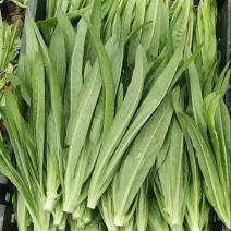 【油麦菜】辽宁叶菜/可打捆现场挑选视频看货/一条龙服务