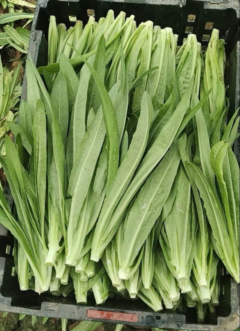 【油麦菜】辽宁叶菜/可打捆现场挑选视频看货/一条龙服务