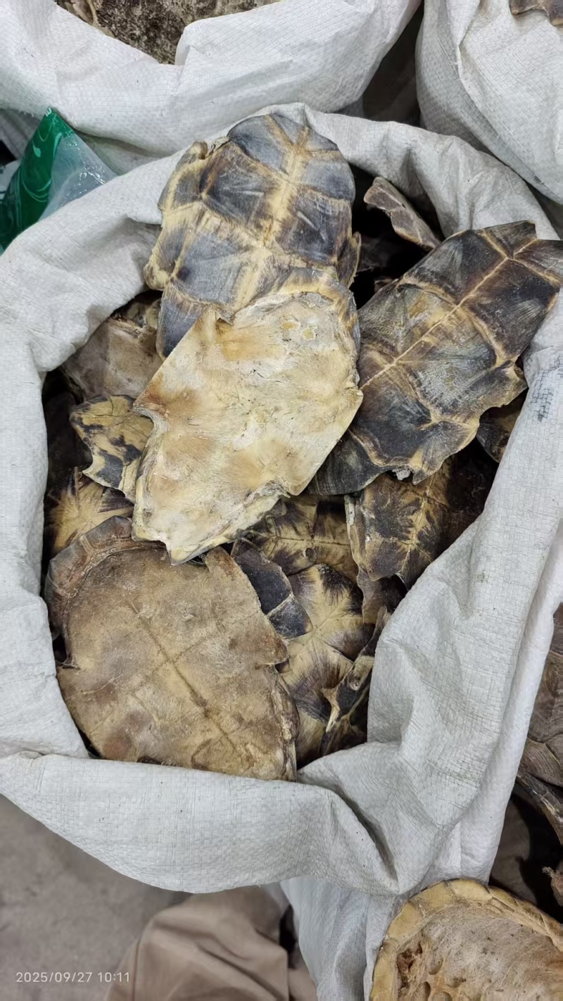 龟板地道药材各种规格2斤包邮量大优惠