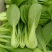 《上海青》油菜/辽宁上海青/常年供应/货源稳定/全国发货