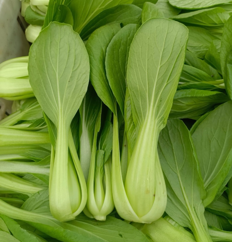 《上海青》油菜/辽宁上海青/常年供应/货源稳定/全国发货