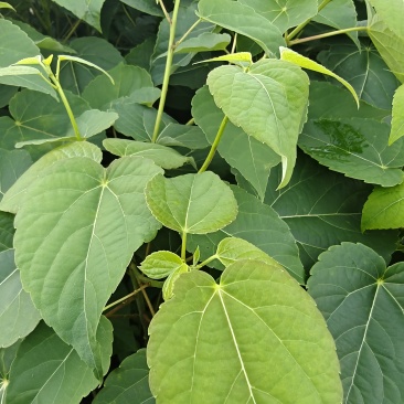 山桐子，山桐子苗，山桐子杯苗