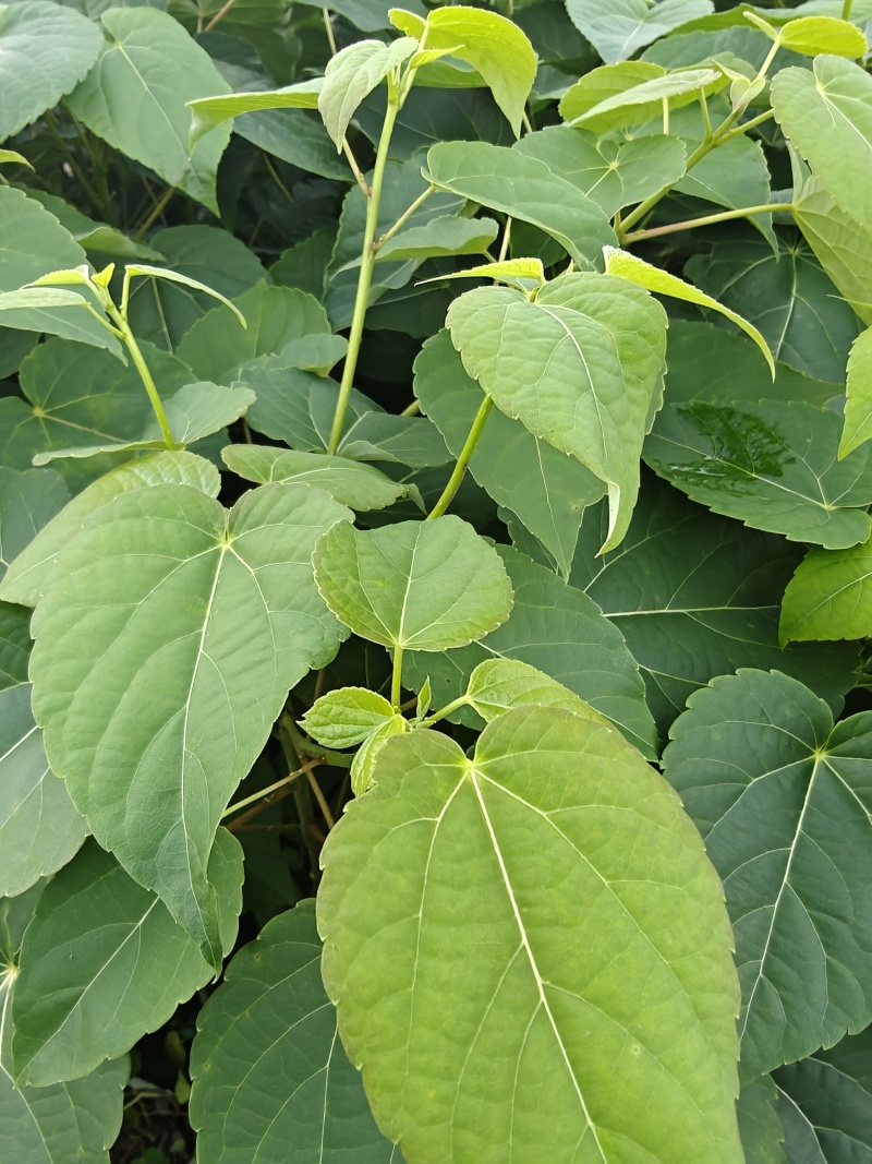 山桐子，山桐子苗，山桐子杯苗