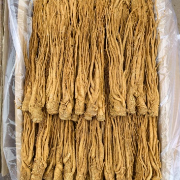 甘肃岷县有硫水洗黄当归品质保证服务周到产地直发