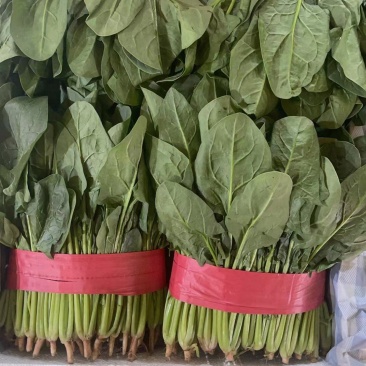 精品小菠菜