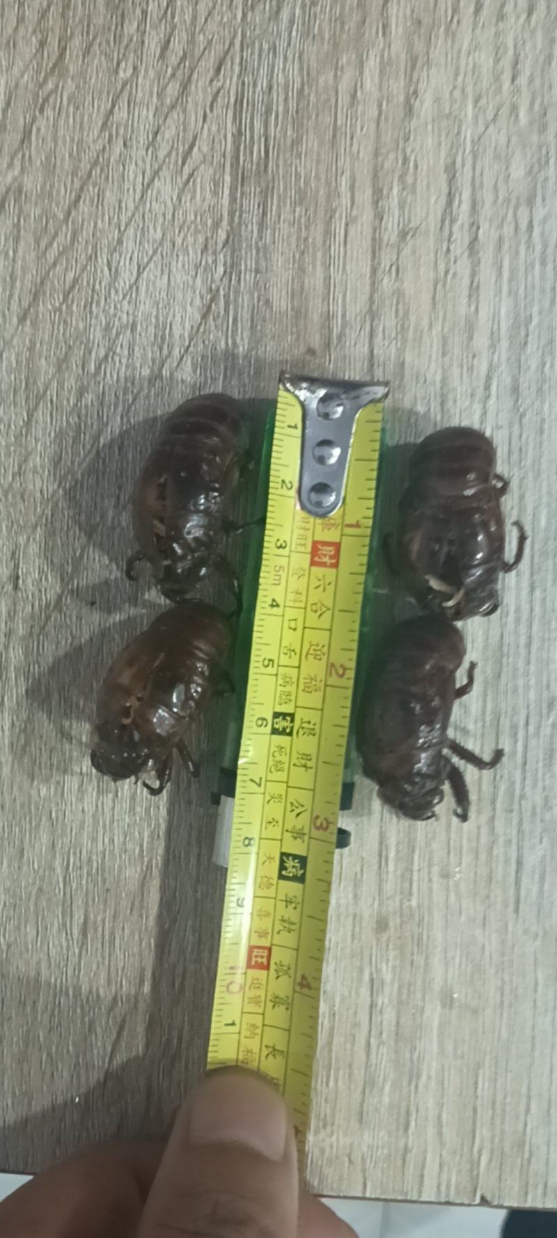 精品蝉蜕