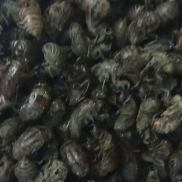精品蝉蜕