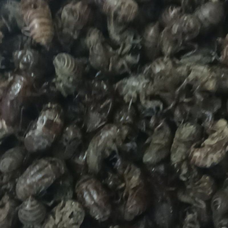 精品蝉蜕