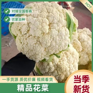 散花松花菜大量上市产地直发量大价格可谈