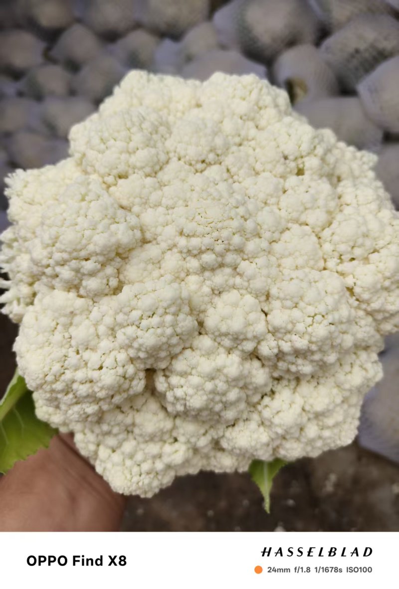 散花松花菜大量上市产地直发量大价格可谈